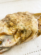 Mookaite | Rough (SECONDS)