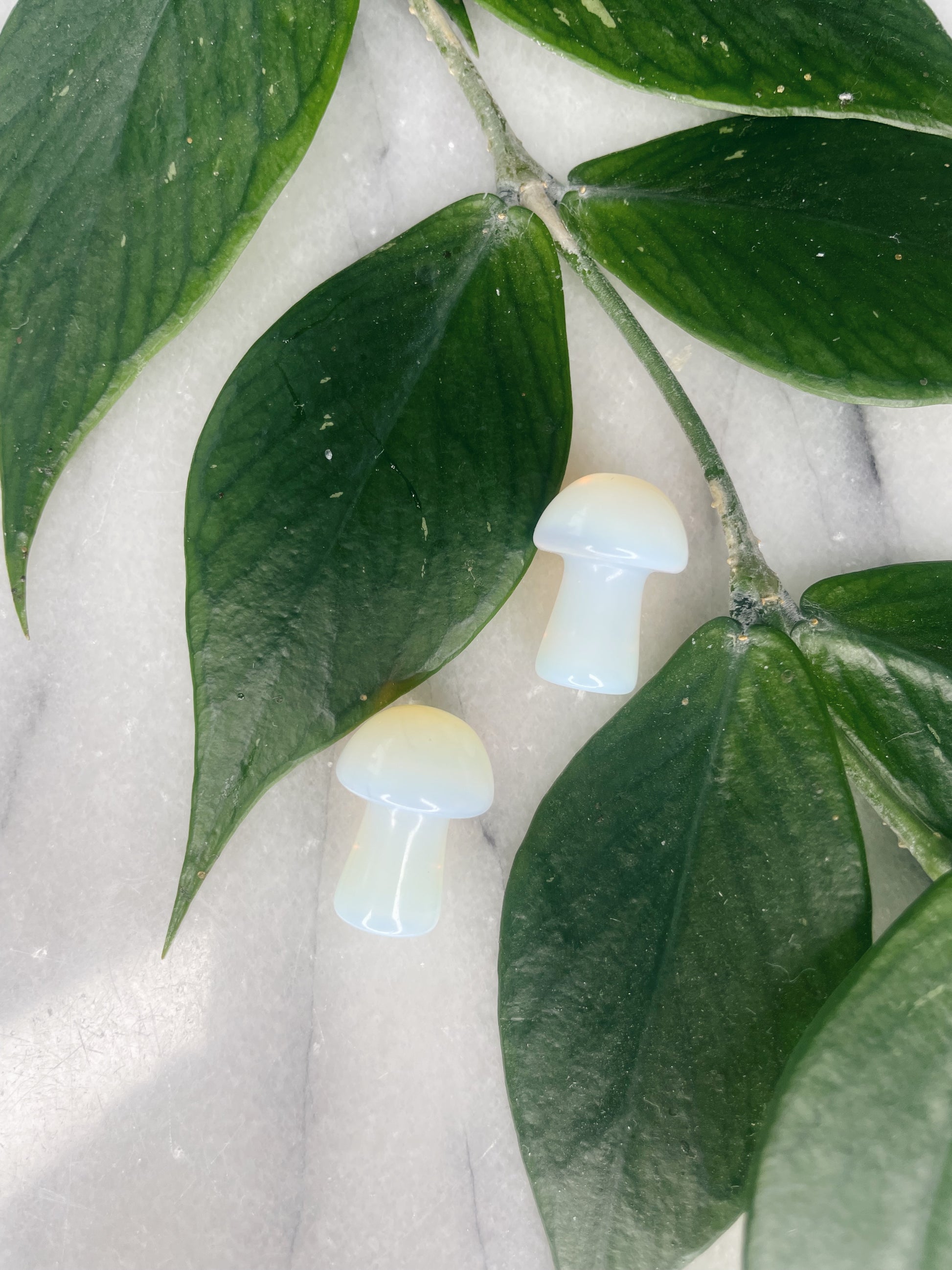 Mini Mushrooms
